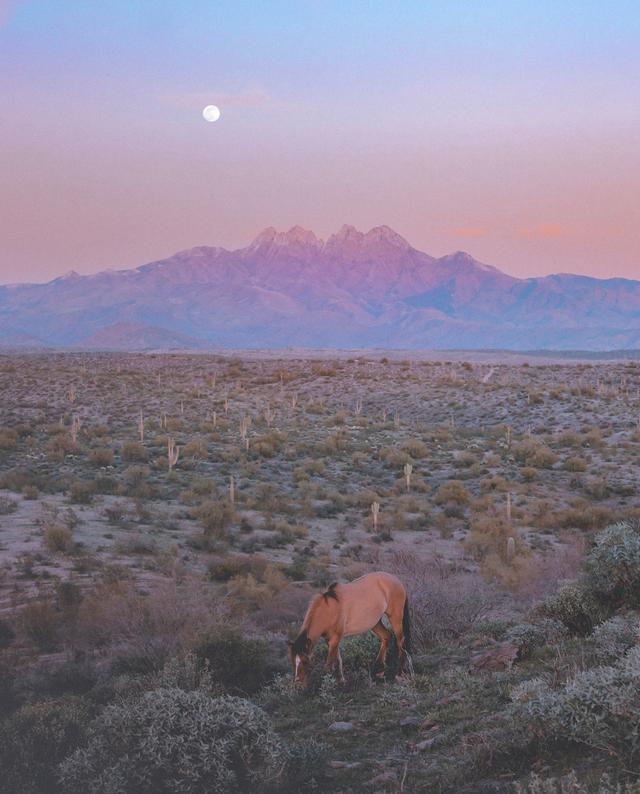 Serenity in the Saguaros