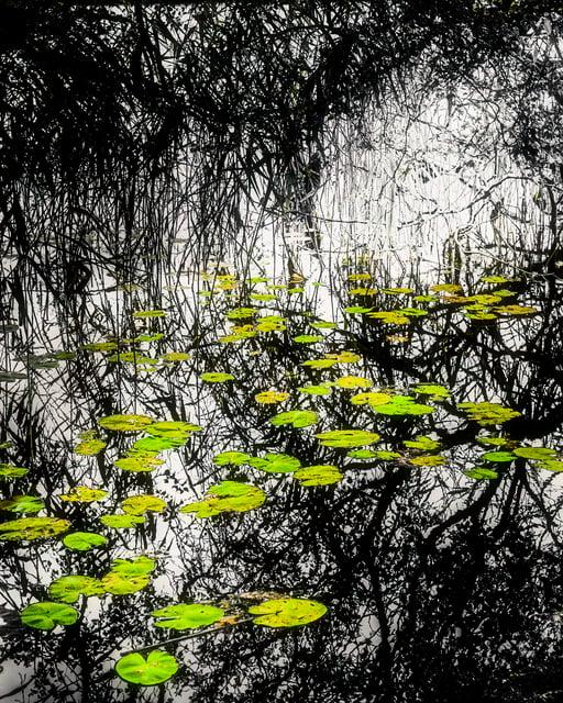 Green Leaves on a Pond