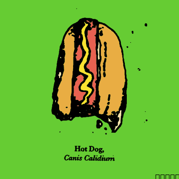 Hot Dog #343/538 - FEED