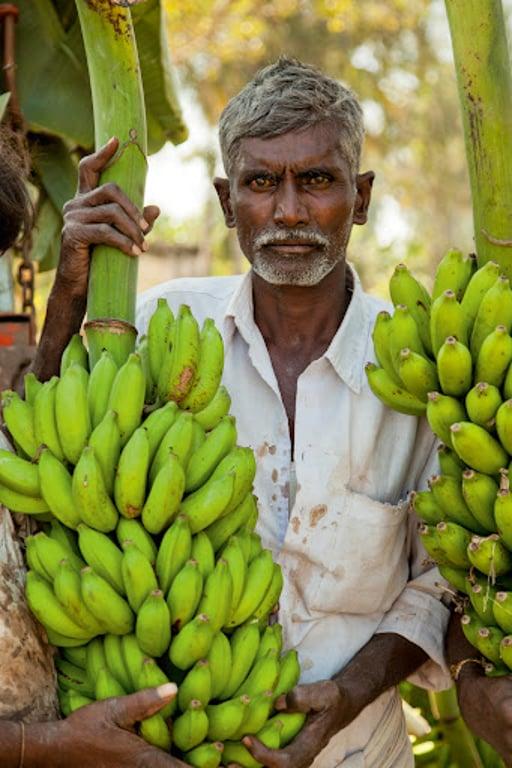 At the banana harvest, Karnataka #6/8