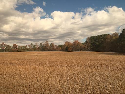 Autumn Fields