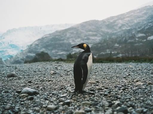 king penguin