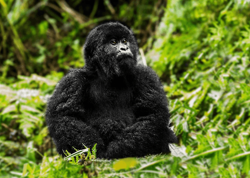 Mountain Gorilla #19