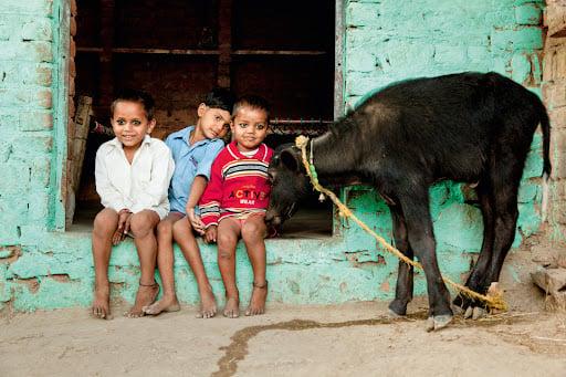 Children with a water buffalo calf in Varshana, Uttar Pradesh #3/8