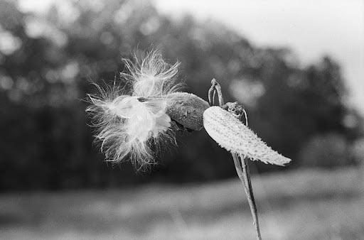 Milkweed Kiss