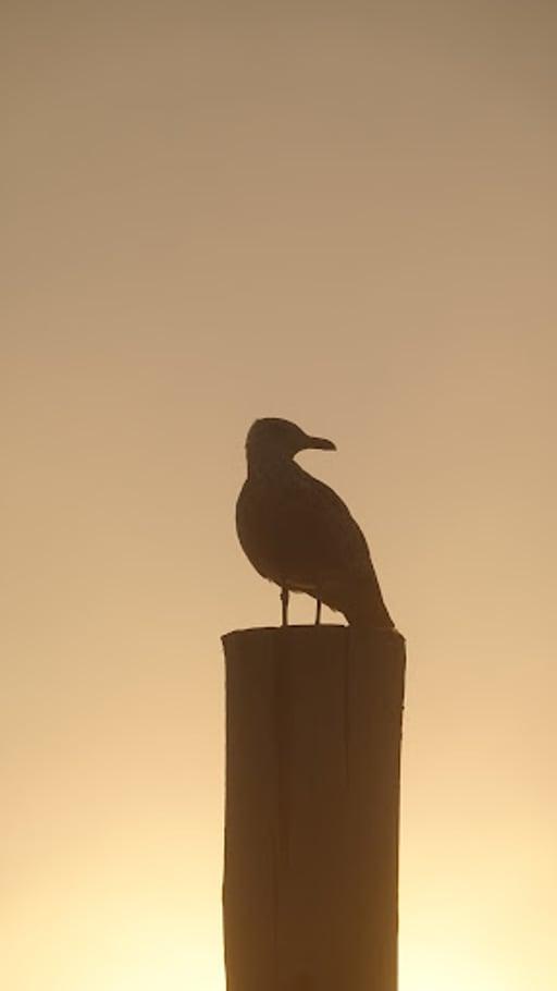 Golden Gull