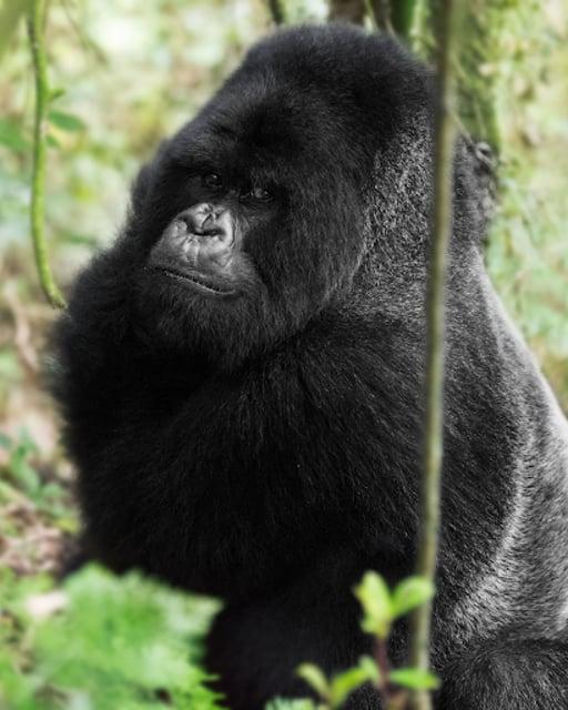 Mountain Gorilla #1