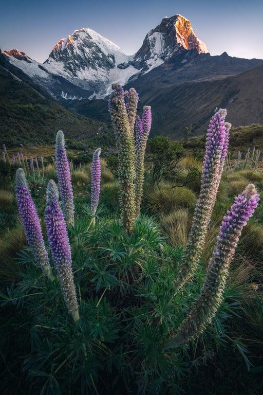 Wilderness to Blockchain #20 - Crown of lupins