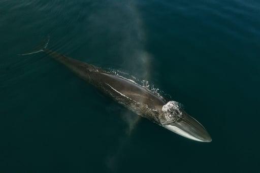 Rumors of Arctic Belonging - Fin Whale Blow, Aasiaat