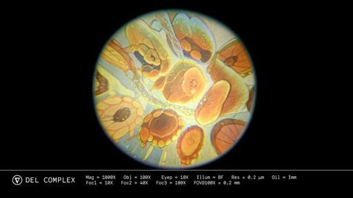 Brain Worms - Microscopy Recordings (Video)