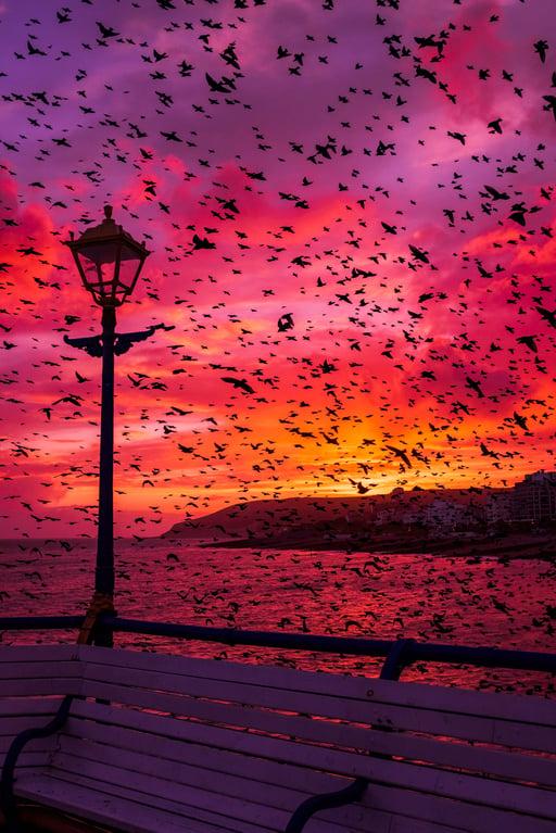 Sunset Swarm