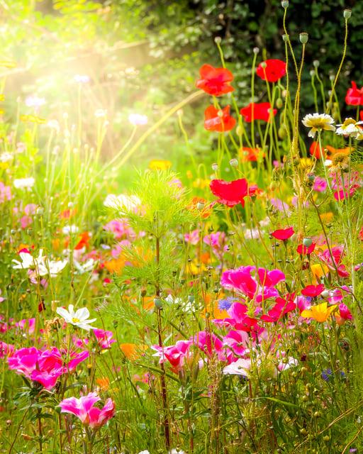 Wildflower Chorus - Happy Holidays!