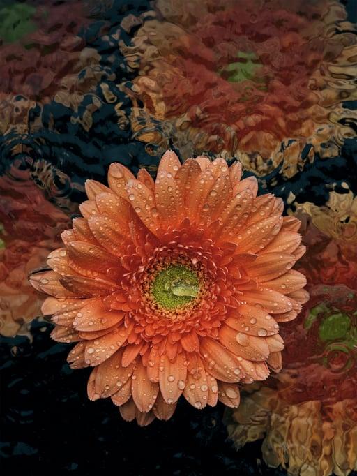 Asteraceae - Gerbera, Avignon