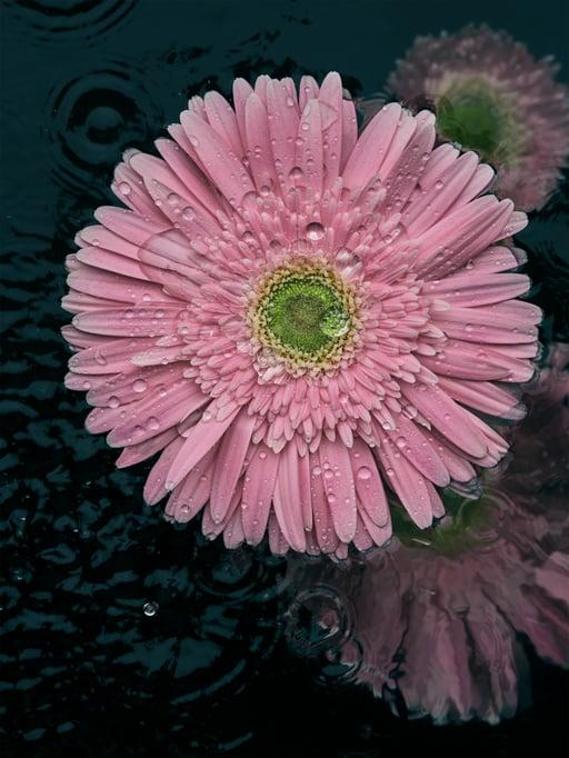 Asteraceae - Gerbera, Bellarosa