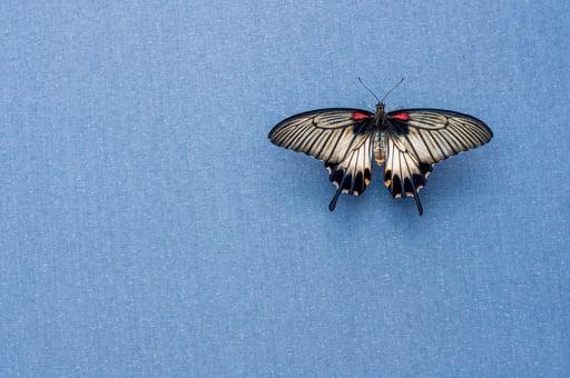 Butterfly on Blue