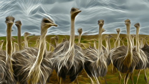 Ostriches