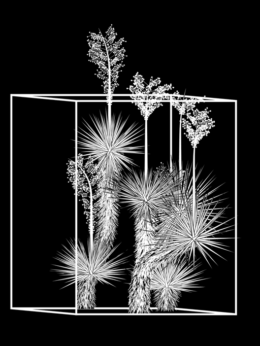 Marfa Yucca #33