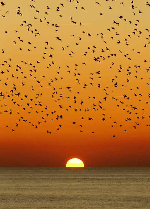 Sunset Birds