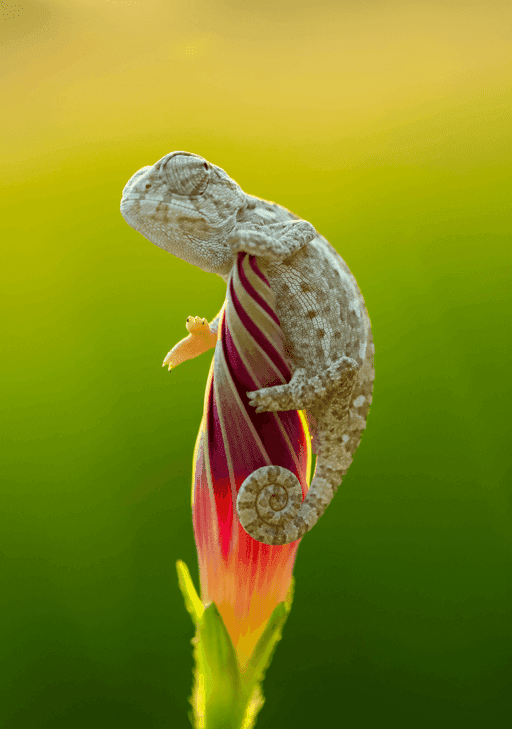 tiny chameleon on a flower