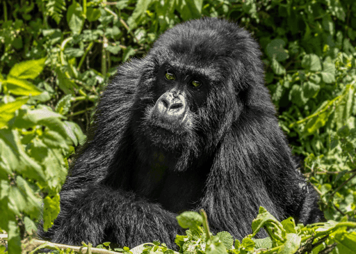 Mountain Gorilla #26