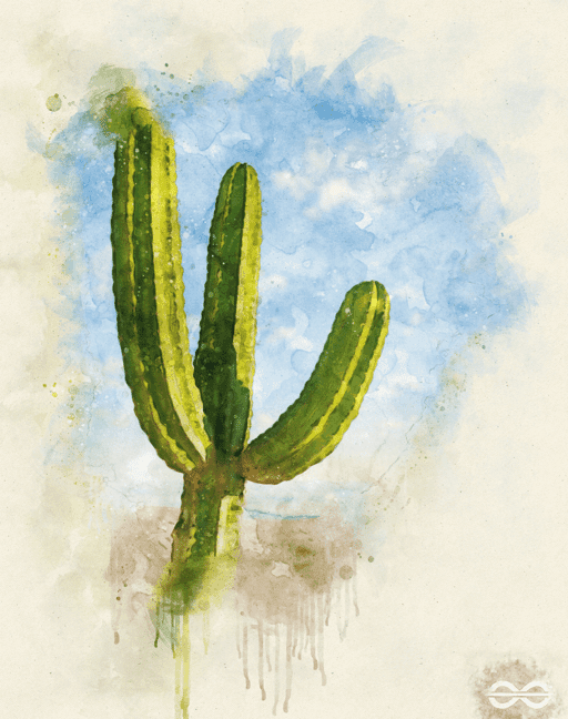 Morning Cactus