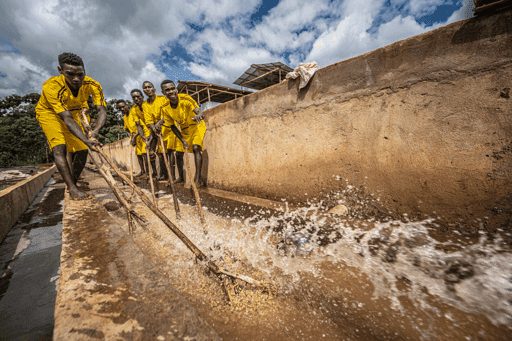 Solar Coffee Project #166 - Singing While Washing The Coffee Beans