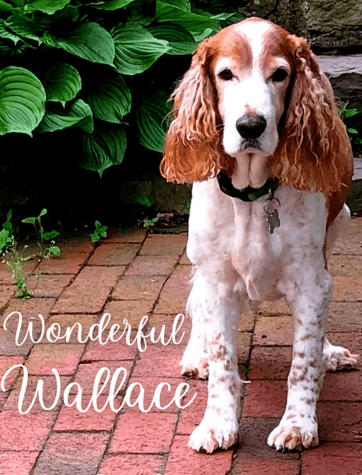 Wonderful Wallace