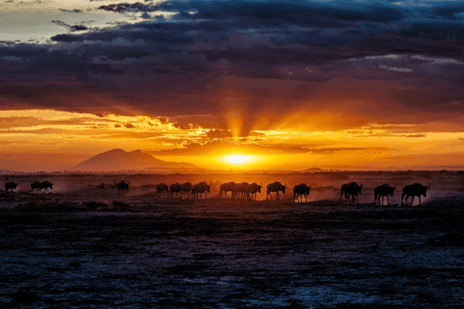 Wildebeests at Sundown