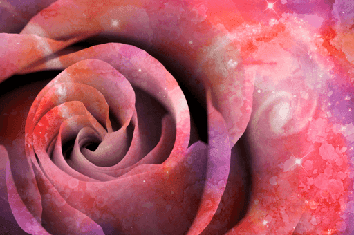 Celestial Love Rose