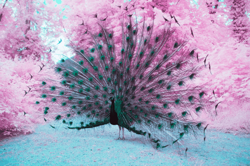 A majestic peacock