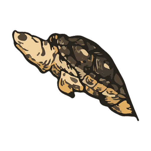 Terrapin