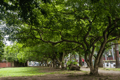 The Green Space