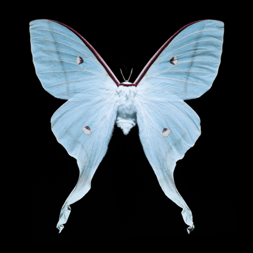 Butterfly #20  by Heiko Hellwig