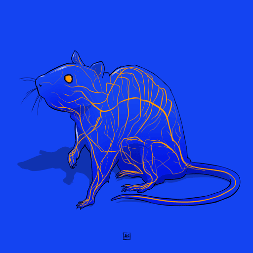 Rat