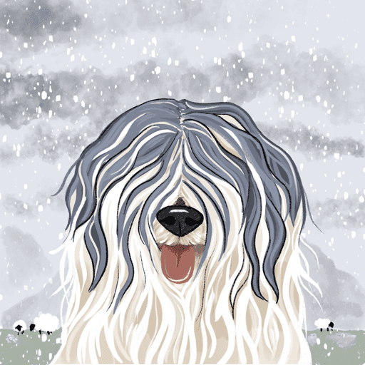 Percy the Old English Sheepdog