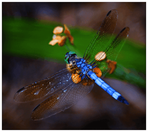 Dragonfly - Alchemist Imaging