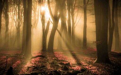 Red Forest