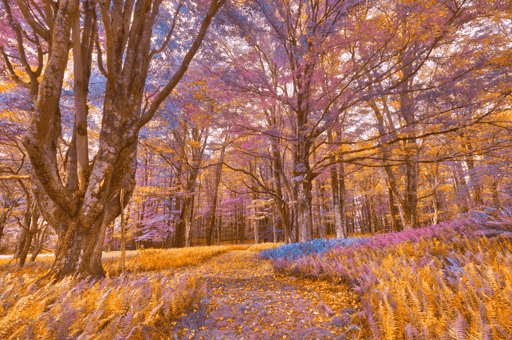 Fern Fairy Tale Trail