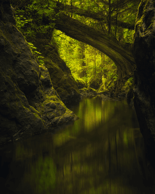 Depths of the Rainforest