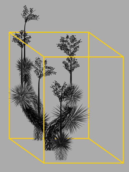 Marfa Yucca #208