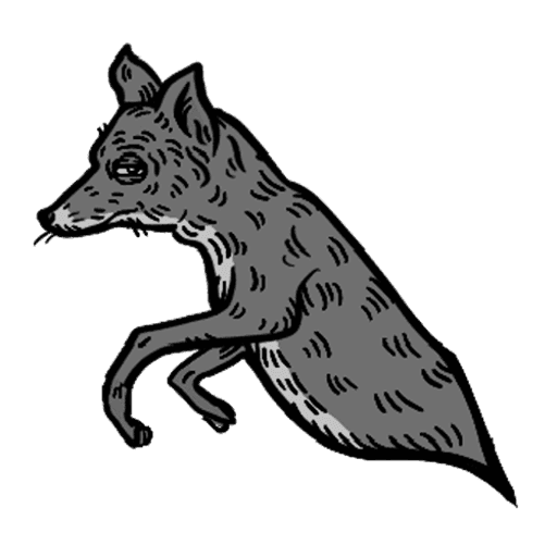 Grey Fox