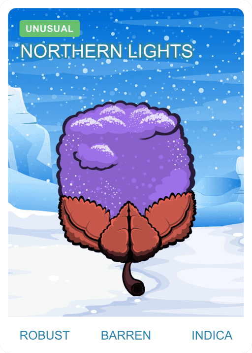 Northern Lights