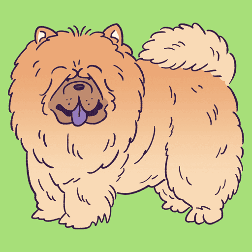 Chow Chow #247