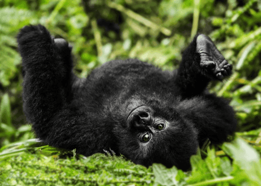 Mountain Gorilla #21