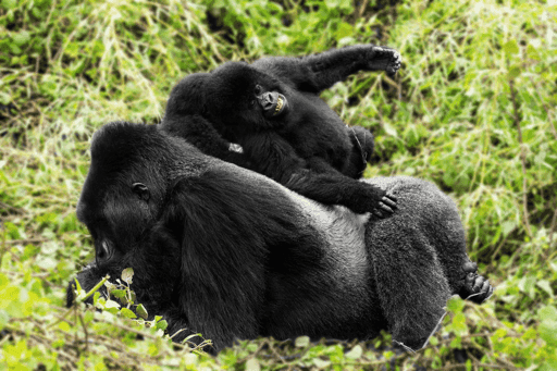 Mountain Gorilla #10