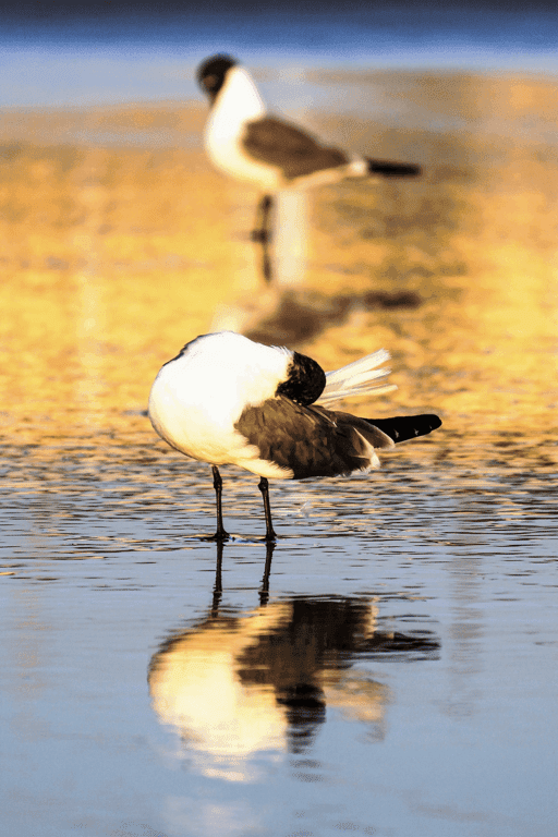 Gulls at Sunrise