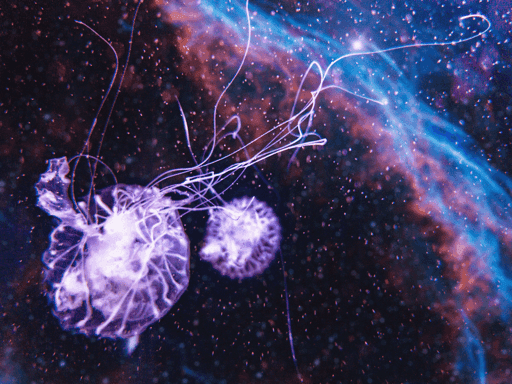 2nd Angle of These Mystical Jellies | v1