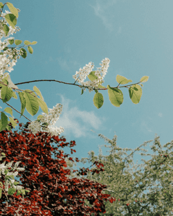 Bird Cherry