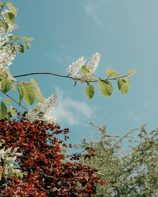 Bird Cherry #14