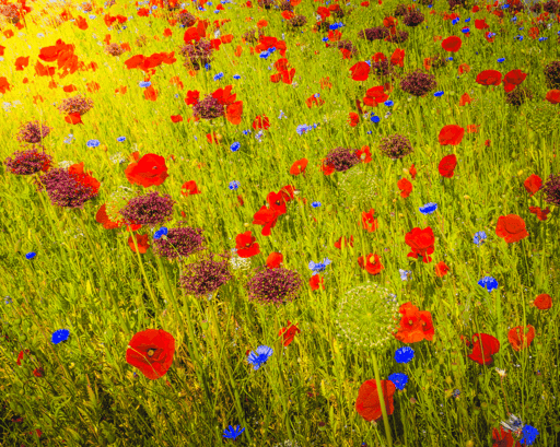 Poppies and Wildflower Meadow